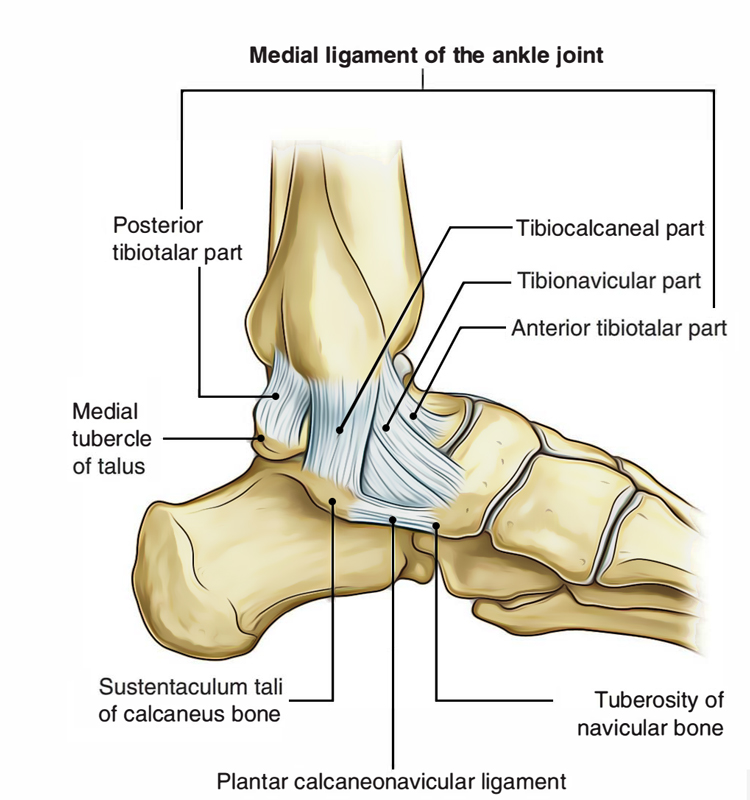 Deltoid Ligament Ankle Sprain