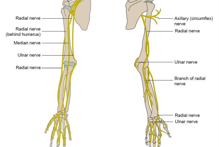 Nerve Entrapments Upper Limb Extremities Health House Clinics